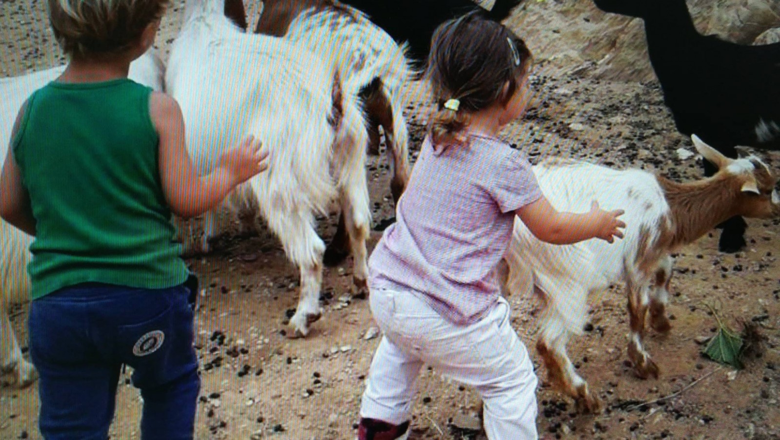 ferme pédagogique écologique et animalier Le Pradet association énergie forever