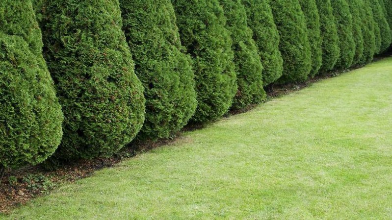 Trouver un élagueur pour tailler une grande haie à saint-Orens-de-Gameville