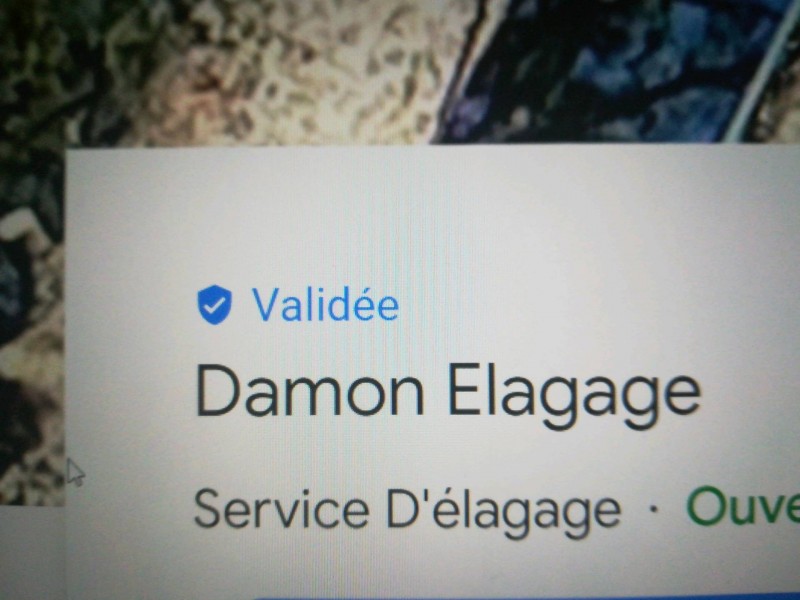 Abattage et élagage d'arbre de grande hauteur sur Marseille 13012