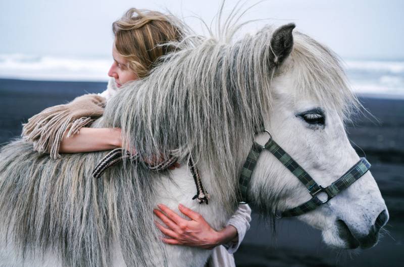 Magasin de vente d'équipements et soins naturels pour chevaux à Châteauneuf les Martigues